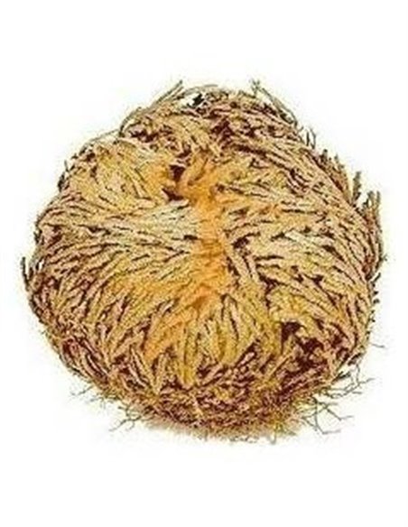 Rosa De Jerico Unidad de Plameca