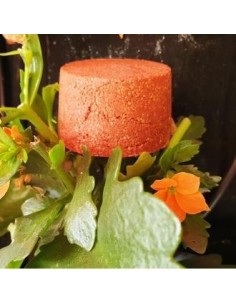 Champu Solido Cabellos Rojizos 85 Gramos Nitx