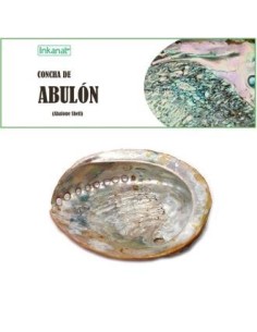 Concha De Abulon 12-14Cm 1Ud. de Inkanat