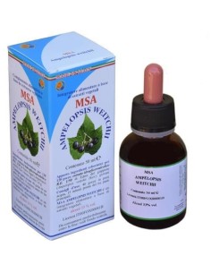 Msa Ampelopsis Weitchii Jóvenes Brotes (Hiedra  de Herboplanet 2