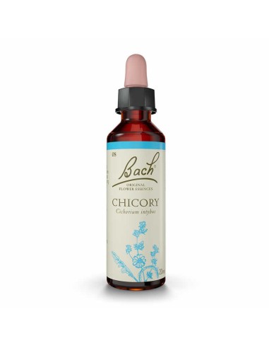 (08) Chicory