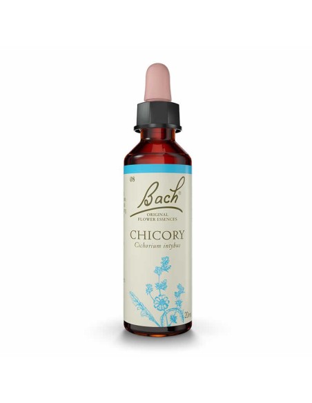 (08) Chicory