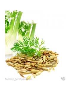 Hinojo Fruto Bolsa 40 g Planti Artesanía Natural y Fresco