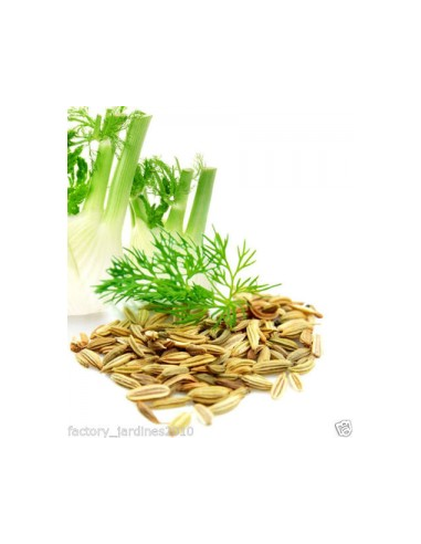 Hinojo Fruto Bolsa 40 G de Artesania