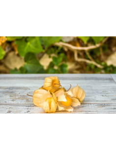 Physalis Ecológico 125G Sin Pesticidas  Comptoirs & Compagnies